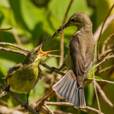 Birds at Felicita Farm